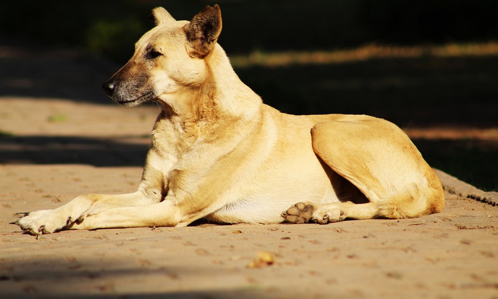 Best Indian Dog Names