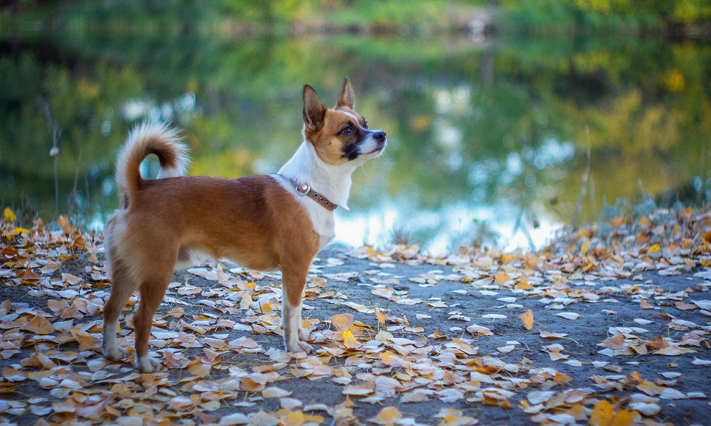 Best Norwegian Dog Names