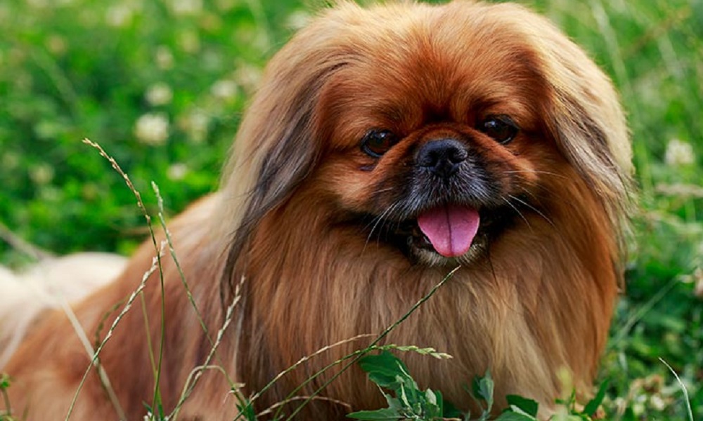 Best Pekingese Dog Names