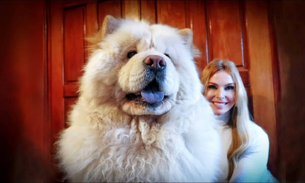 Big Chow Chow Dog Names