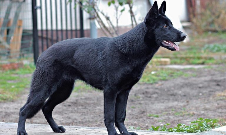 Black Dog Breeds with Short, Medium & Long Coats