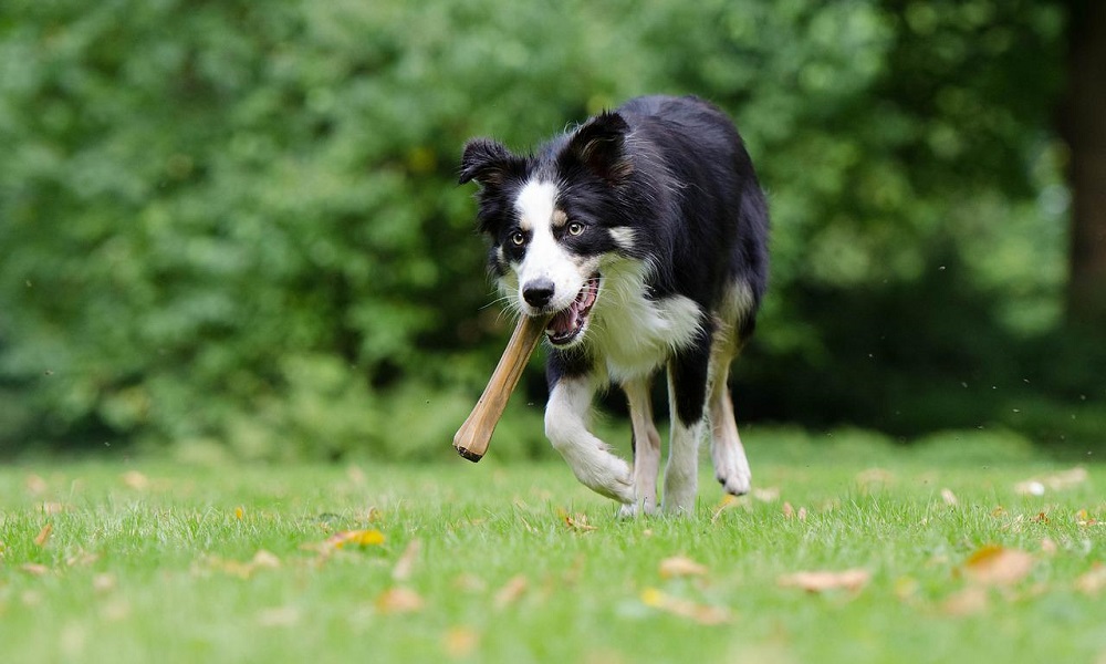 Bone Mouth Dog