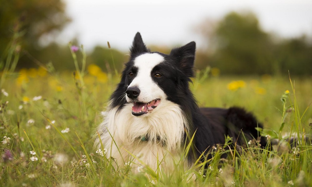 Border Collie