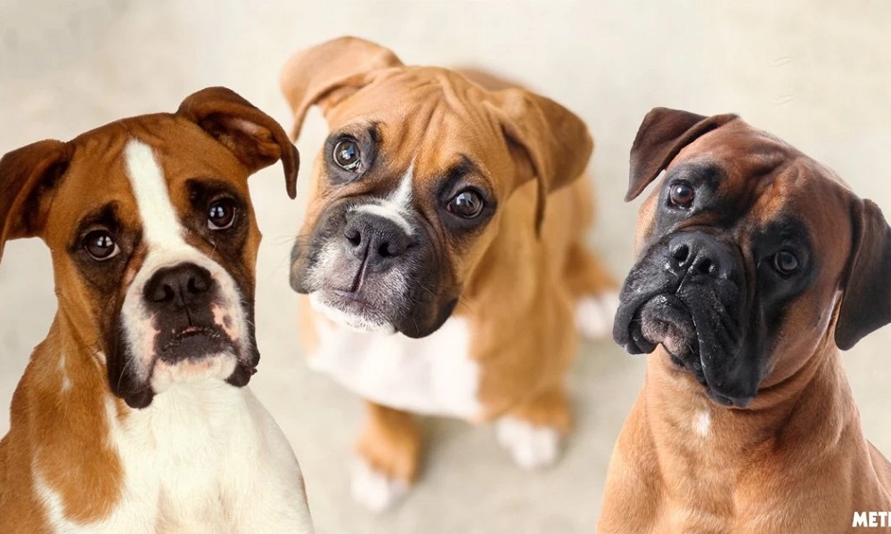 Boxer Dog Breeds