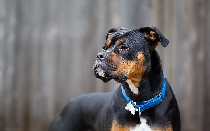 Boxweiler