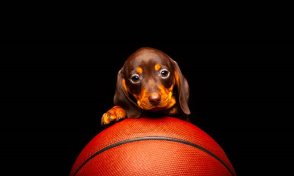 Boy Basketball Dog Names