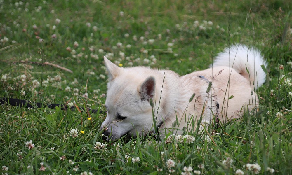 Boy Norwegian Dog Names