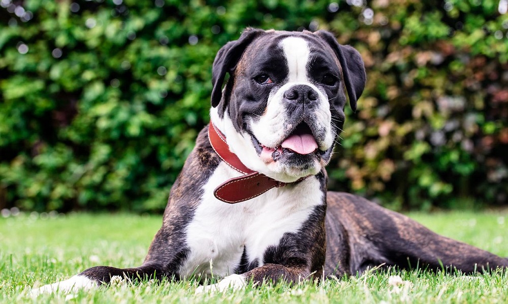 Brindle Boxer