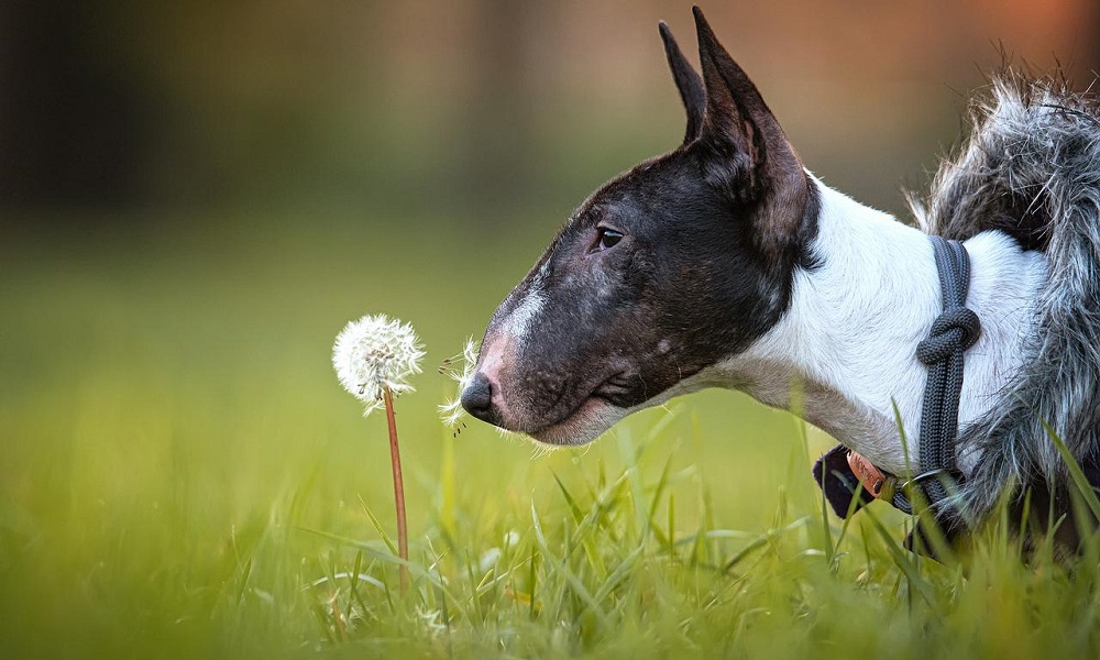 Bull Terrier