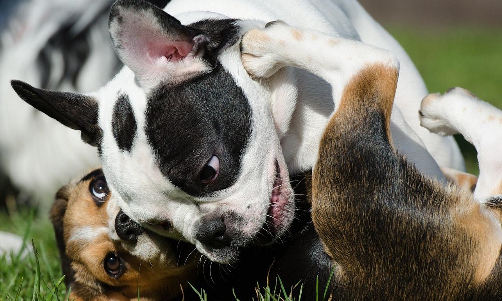 Bulldog and Beagle