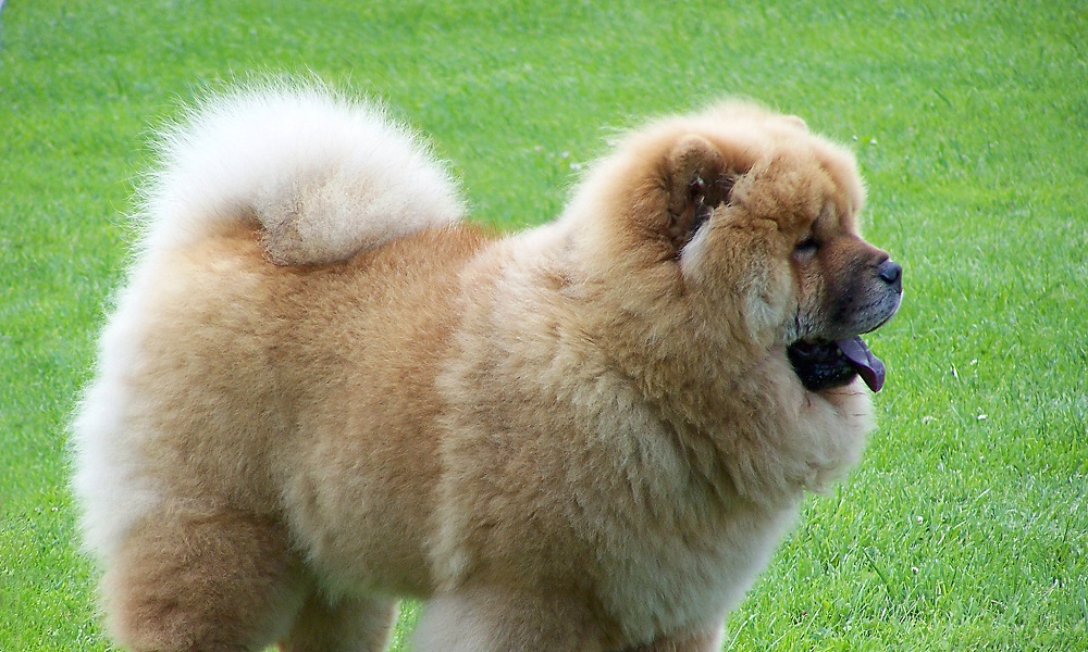Chinese Chow Chow Dog Names