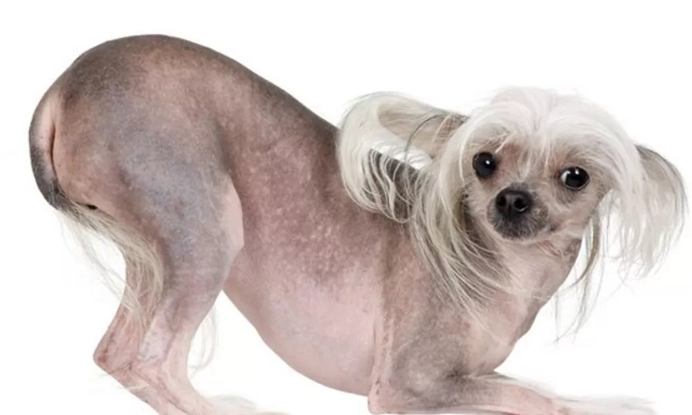 Chinese crested