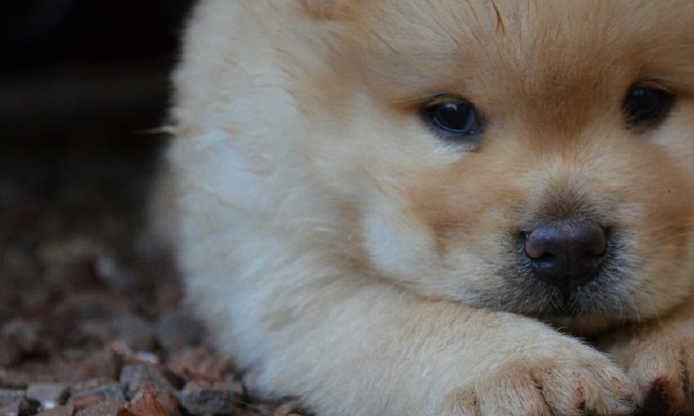 Chow Chow Puppy Names