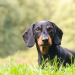 Coon Dog Names