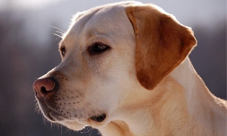 A Complete List of 200+ Cream Colored Dog Names