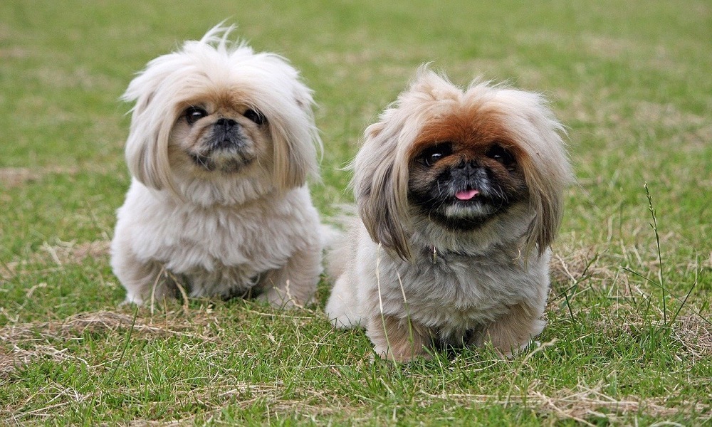 Cute Pekingese Dog Names