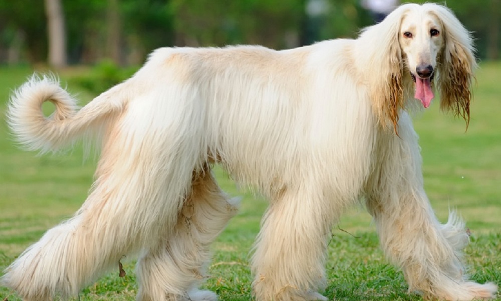 Dog Breeds Likely to have a Cream Coat
