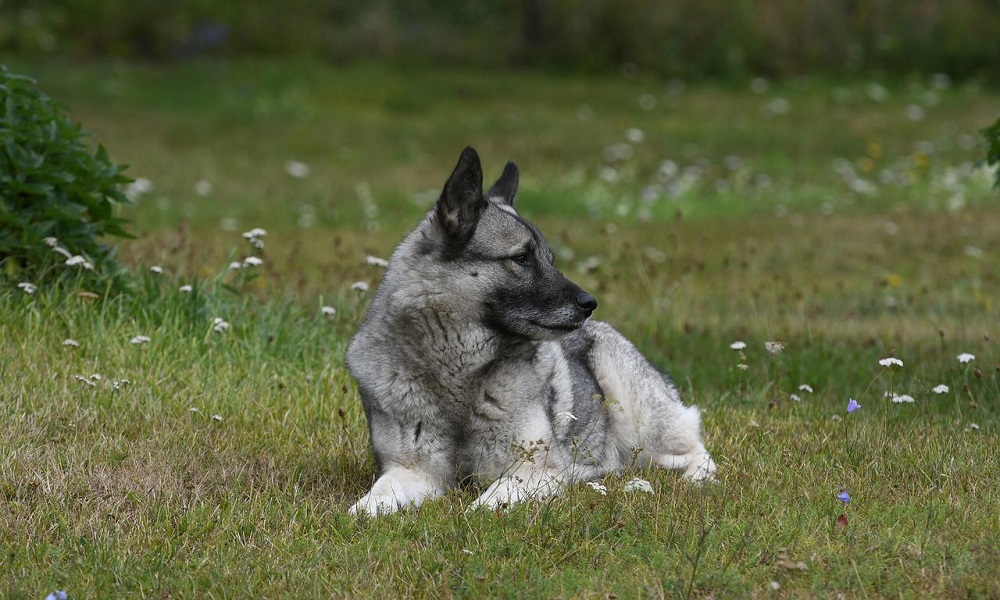 Dog Names from Norwegian and Norse Words