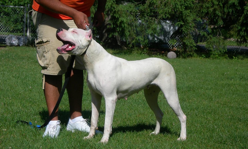 Dogo Argentino