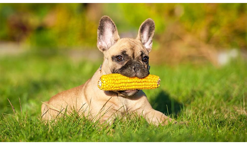 Dogs Eat Corn