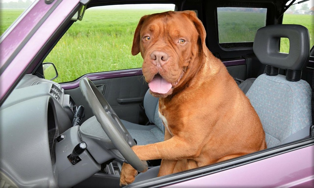 Dogue de Bordeaux