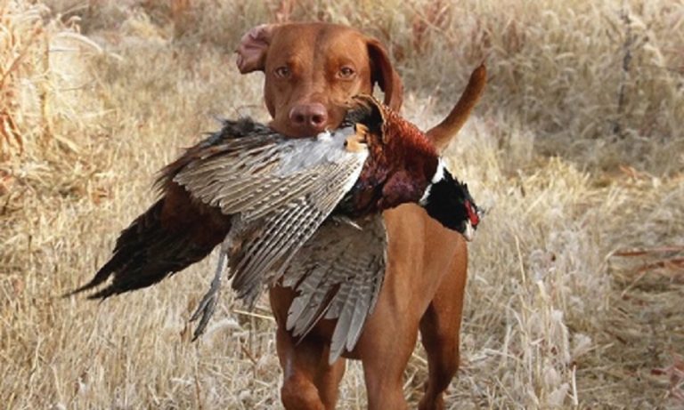 Duck Hunting Dog Breeds – Detailed Overview with Origin & Behavior