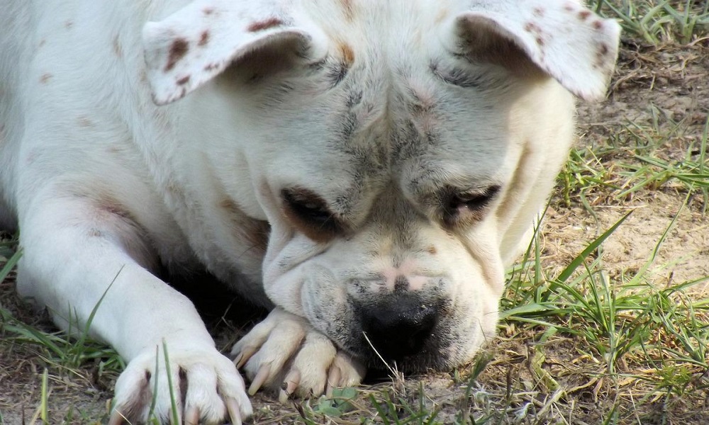 English Boxer