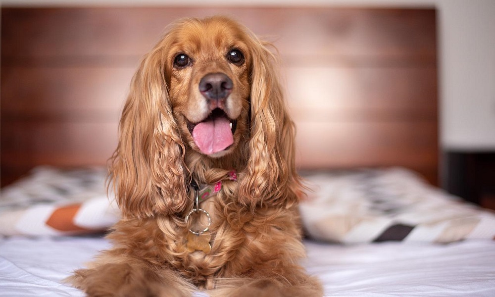 English Cocker Spaniel