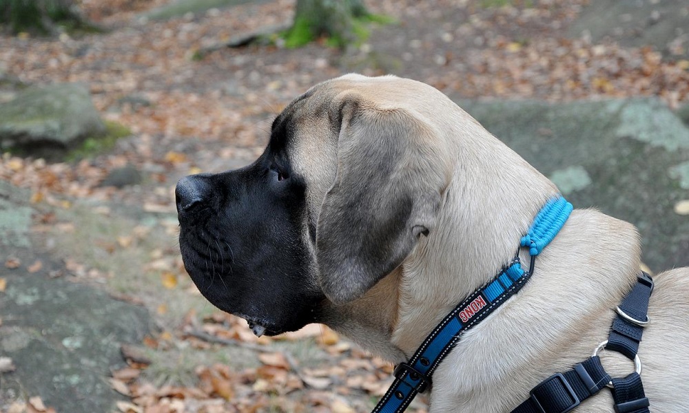 English Mastiff