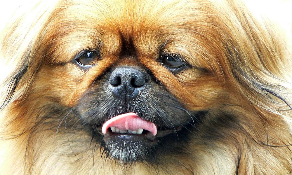 Exotic Pekingese Names