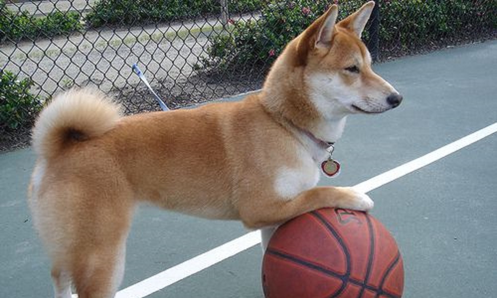 Female Basketball Dog Names