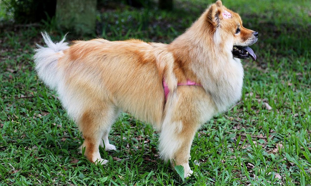 Female Chow Chow Dog Names