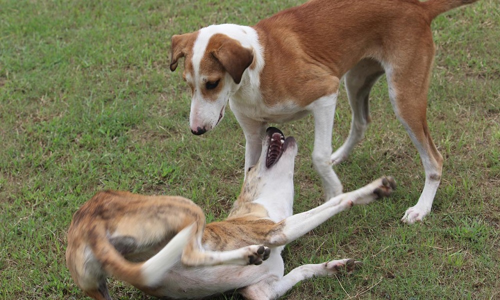 Female Indian Dog Names