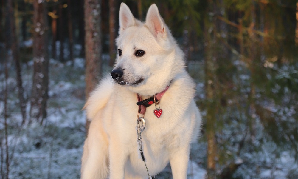 Female Norwegian Dog Names