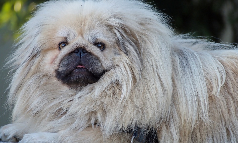 Female Pekingese Dog Names