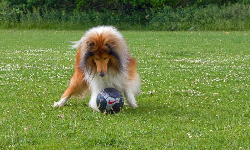 Female Soccer Dog Names