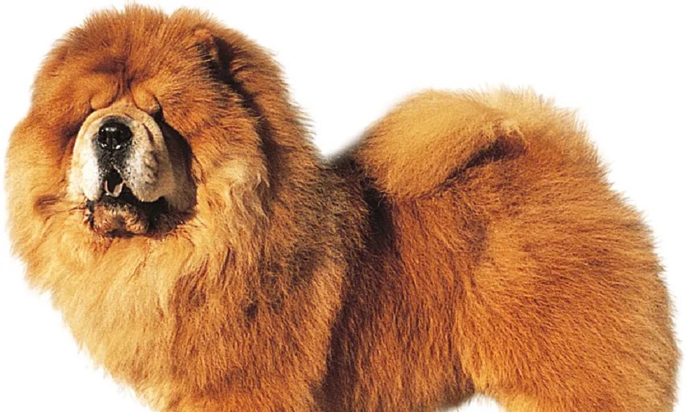 Fluffy Chow Chow Dog Names