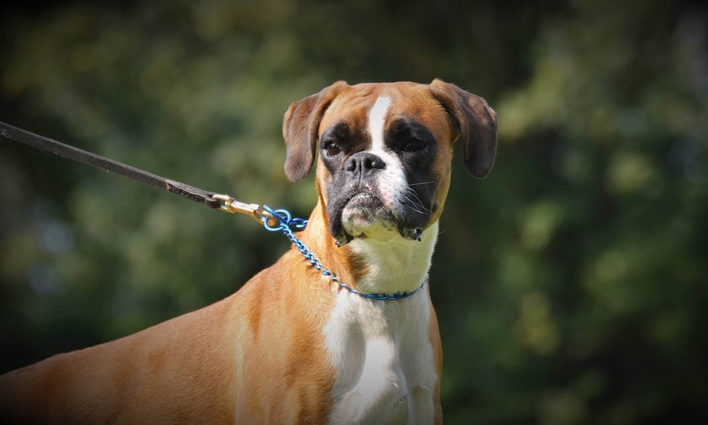 German Boxer