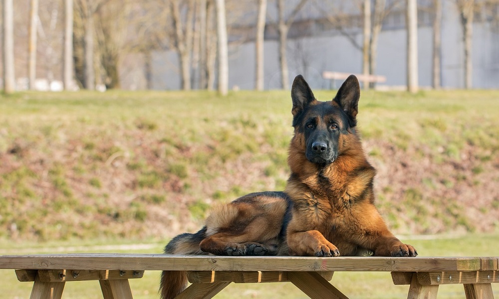 Great German Shepherd