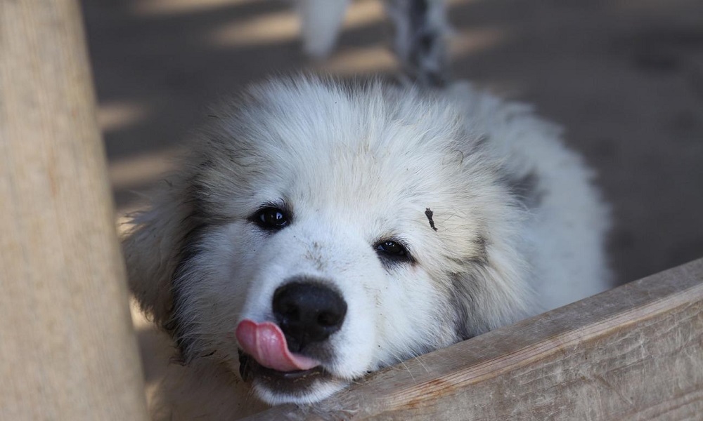 The great Pyrenees