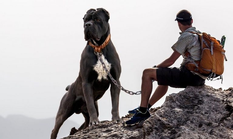 Top 20 Dogs for Hiking and Climbing : Full of Strength & Energy