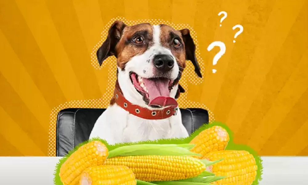 How Should Serve Corn to Dogs