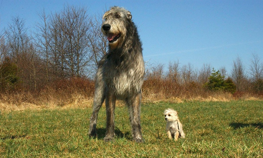 Irish Wolfhound