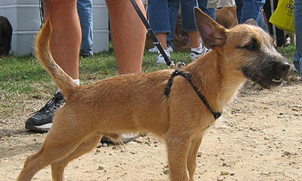 Jacairn Terrier