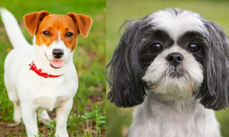 Jack Russell Mixed Breeds – The Ultimate Guide with Pictures