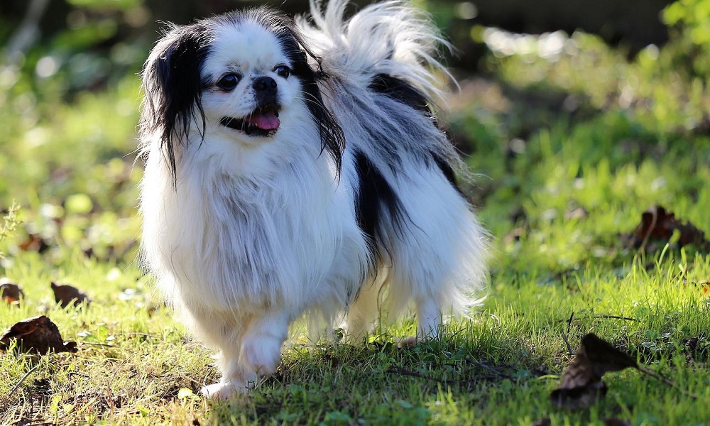 Japanese Chin