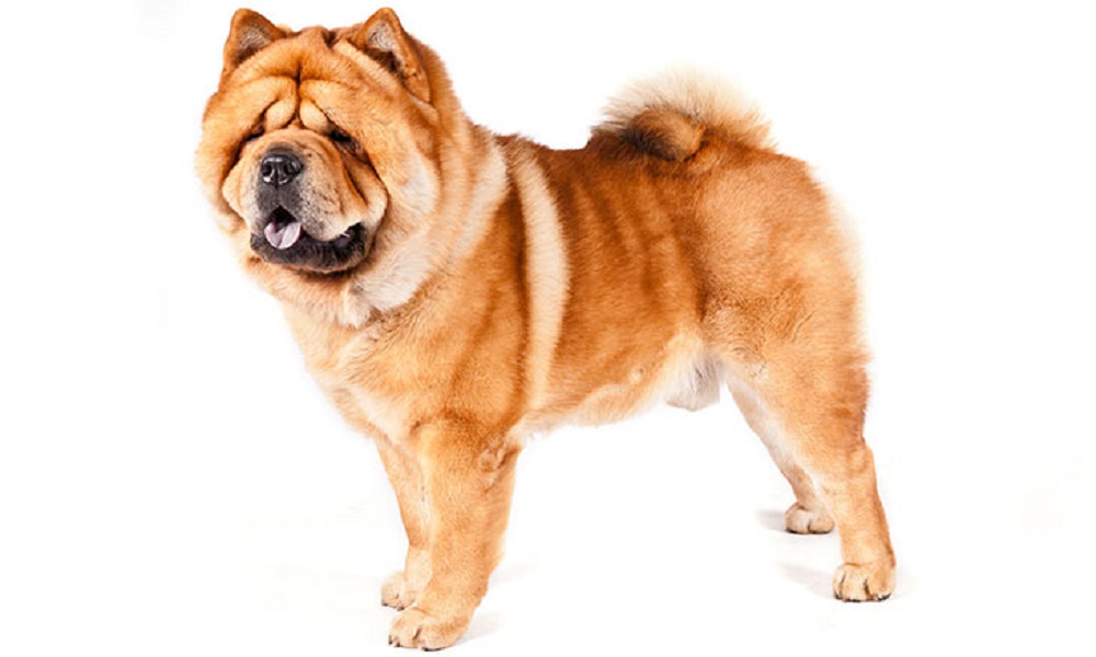 Japanese Chow Chow Dog Names