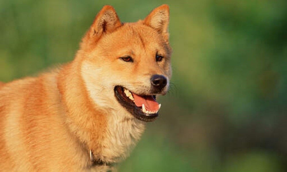 Korean Dog Breeds