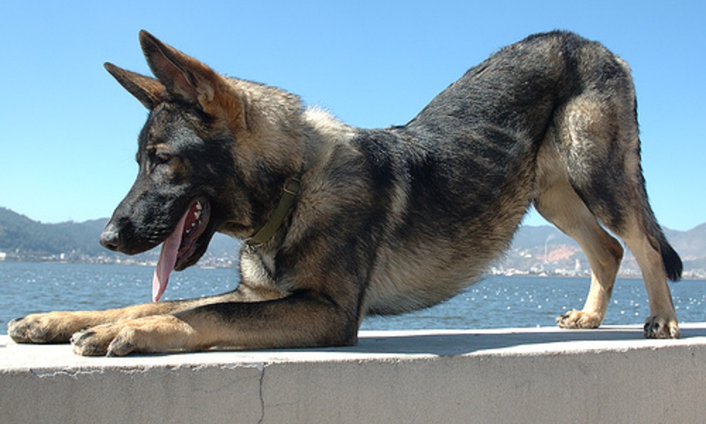 Kunming Wolfdog