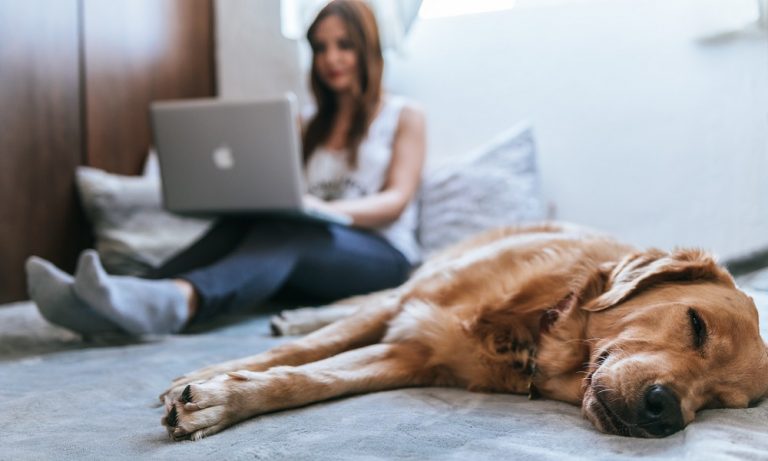 Lazy Dog Breeds That Makes Great Companions
